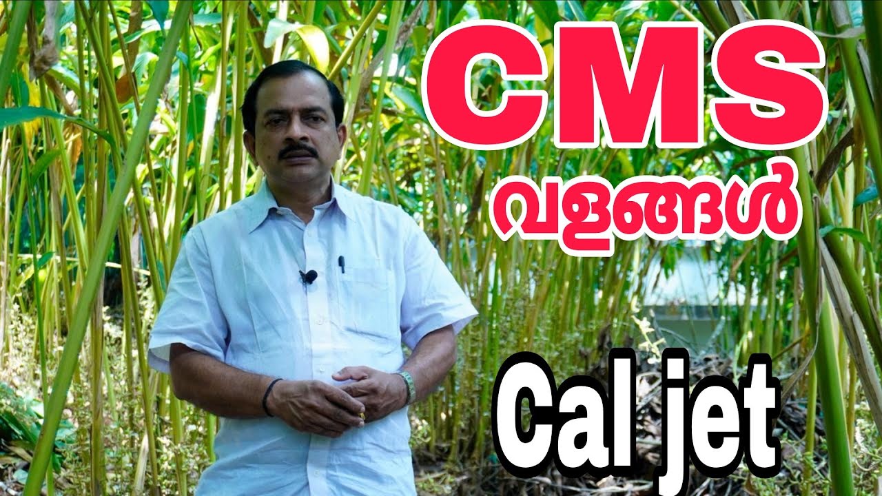 ഏലം കൃഷി | CMS വളങ്ങൾ | Cardamom cultivation | CMS fertilizers