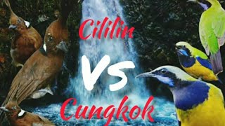 Download lagu Masteran cililin vs cucak cungkok jeda 1menit air mp3 Download lagu Masteran cililin vs cucak cungkok jeda 1menit air mp3