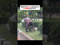 いつもの野良犬を撫でてたら…