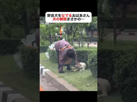 いつもの野良犬を撫でてたら…