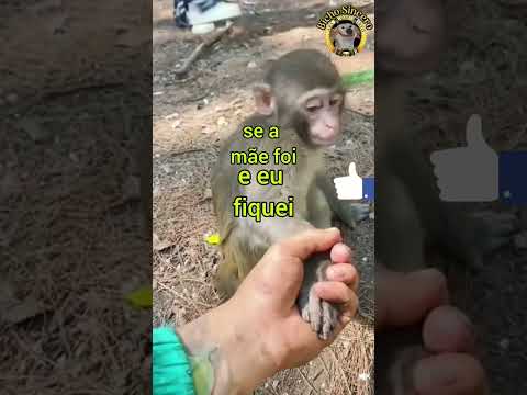 Macaco distraído vs Homem ????????????