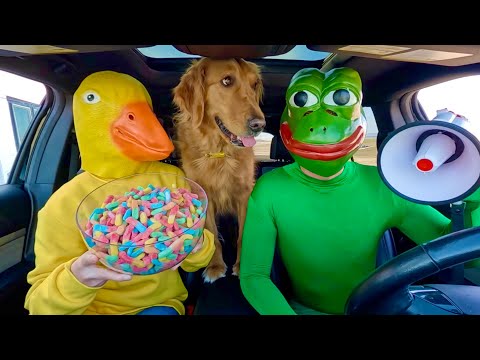 Rubber Ducky Surprises Frog & Puppy with Car Ride Chase
