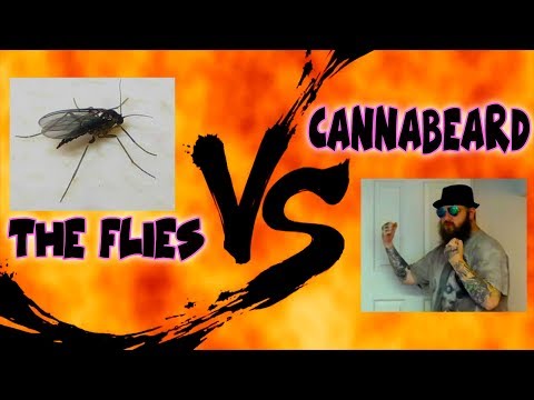 Fungus Gnats VS CannaBeardGrows - How To Get Rid Of Organic Bugs & Change Soil