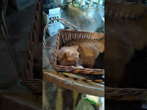 funny cat video of Simmy