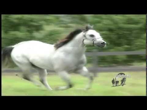 01 - Banda Jaleko de Pai - Oficial - Vida, Farra e Curral