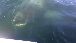 Huge Shark Lurks Just Below Surface Near Fishermen's Boat Off Cape Cod