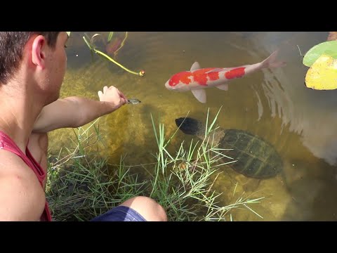 WILD PET FISH ARMY LOVES TO BE HAND FED!!