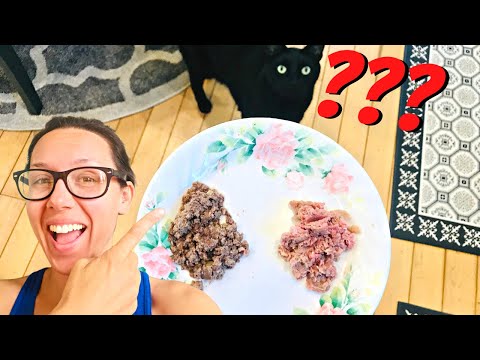 Wet food vs raw food with 4 cats