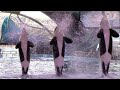 Orca Encounter Full Show SeaWorld San Antonio March 6 2021