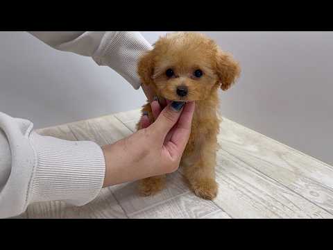 YouTube動画のサムネイル