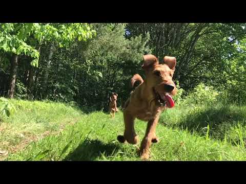 download lagu mp3 mp4 Caramels Irish, download lagu Caramels Irish gratis, unduh video klip Caramels Irish