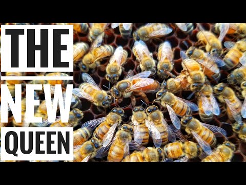 All Hail the (NEW) Queen | Inspection & Queen Check | Beekeeping