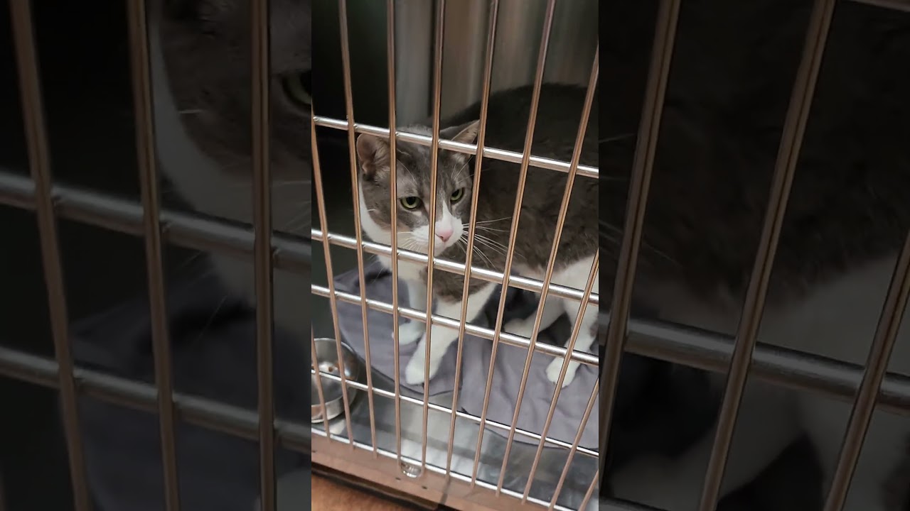 Axel, a ADOPTABLE American Shorthair in Alvin, TX video 5/5