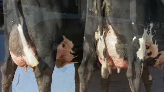 Vídeo 18 - 1ª ETAPA MEGA LIQUIDAÇÃO TOTAL AGROPECUÁRIA MARAJOARA - DIA 4 | GADO GIROLANDO E HOLANDÊS