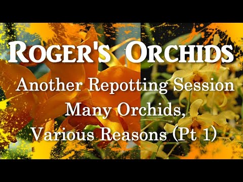 Another Repotting Session - Many Orchids, Various Reasons (Pt 1)
