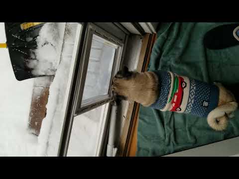 Jelly's first snow! Rock Hill, SC 1/16/22