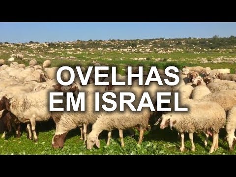 AS MINHAS OVELHAS OUVEM A MINHA VOZ, E EU CONHEÇO AS, E ELAS ME SEGUEM   JOÃO 10:27