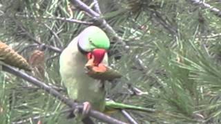 preview picture of video 'Papuan papagan papağan parrot'