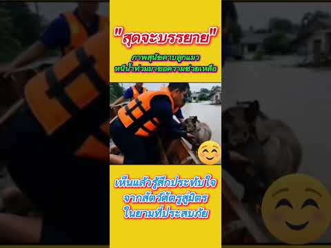 ประทับใจเมื่อสุนัขคาบลูกแมวหนีน้ำท่วม