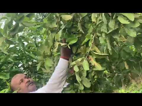 Guava Dhawal Variety Part2 @mohitnursery