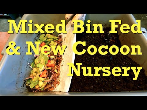 42-day mixed worm bin fed & setup of new cocoon nursery - vermicomposting