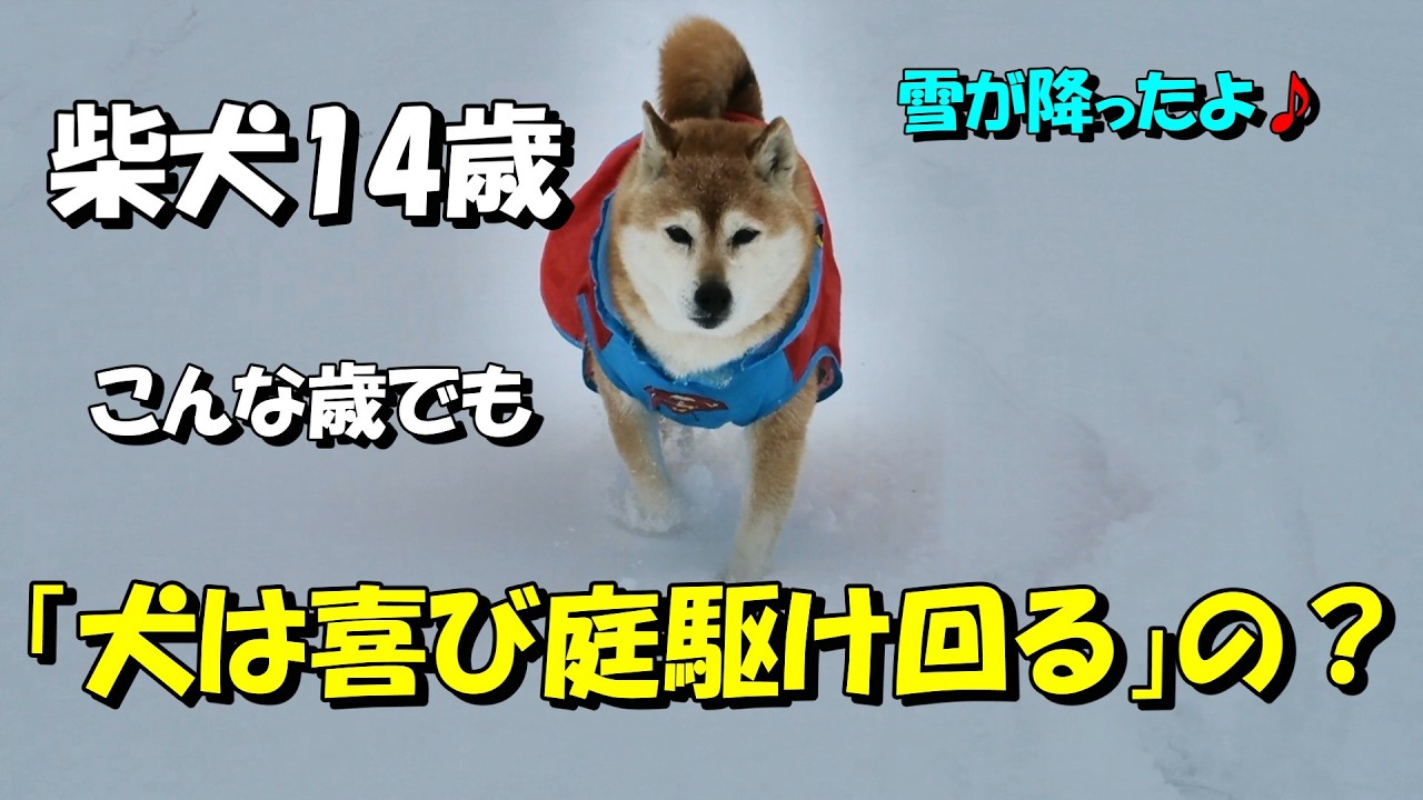 14歳の柴犬でも雪が降ると「犬は喜び庭駆け回る」のか検証してみたよ