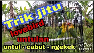 Download lagu setingan lovebird untulan , trik cabut pasang LOVEBIRD PASANGAN | cara mudah setingan lovebird gacor mp3
