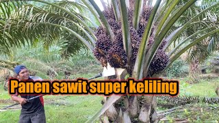 Download lagu Panen sawit super keliling || buah super-super mp3