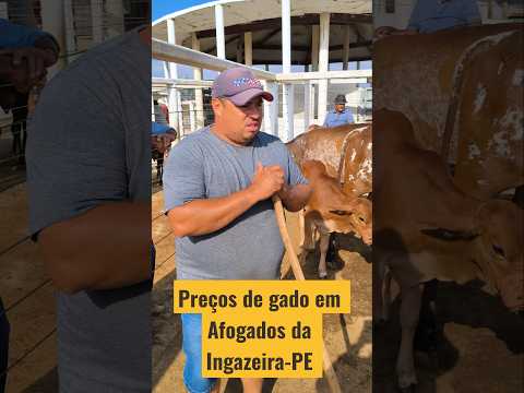 Preços de gado em Afogados da Ingazeira-PE
