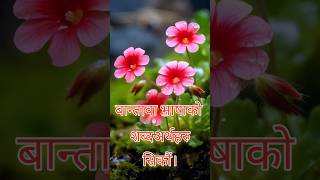 बान्तावा राई भाषामा फलफुलहरु को नामहरु सिकौं #bantawarai