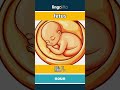 fetus - 胎儿 video thumbnail