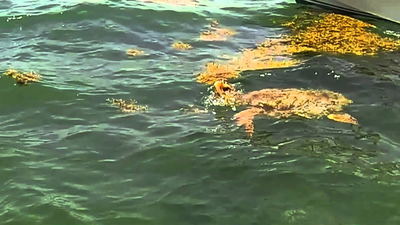 animales riviera maya