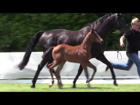 Vito. HF *20.04.2017 von Vitalis – Hochadel – Wolkenstein II