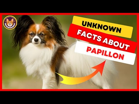 Top 9 Papillon Dog Breed Facts And Information Owner Should Know - DogDingDa