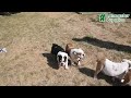 English Bulldog dogs for sale: Rival - Video 1