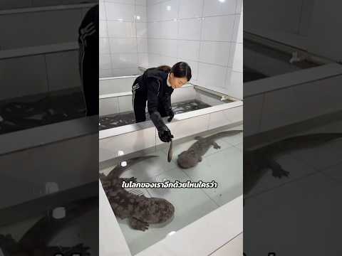 ฟาร์มเลี้ยงซาลาแมนเดอร์ยักษ์ในประเทศจีน