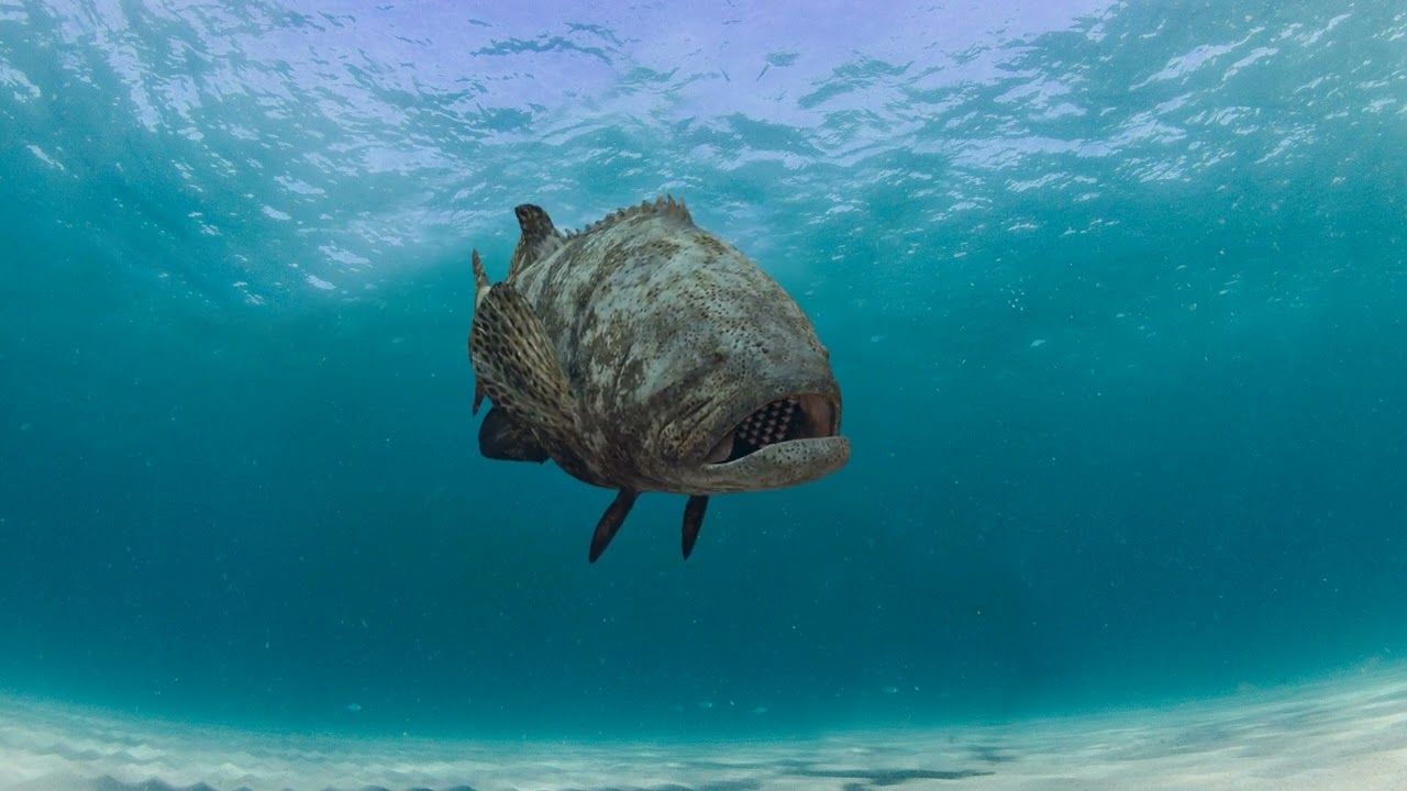 Most Real Goliath Grouper - 8k - 3d animated 3D Model