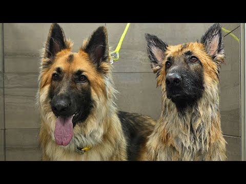 Watch As I Win the Trust of This Very Nervous German Shepherd Dog 🥹❤️