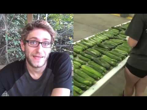 , title : 'Growing for wholesale Standards: Grading Green Zucchini'