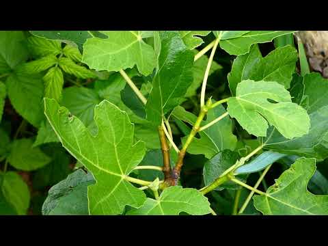 Trimming figs (Ficus carica). July 2020