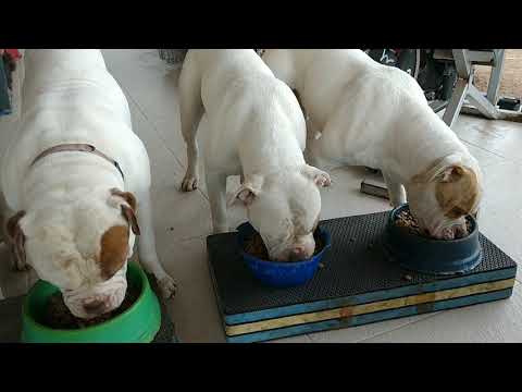 Alimentando Scott Luna e seus netos - Bulldogue Americano