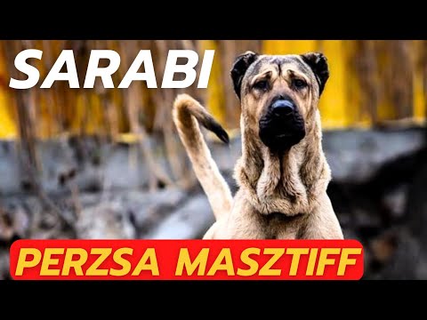 SARABI - az iráni "farkasölő"