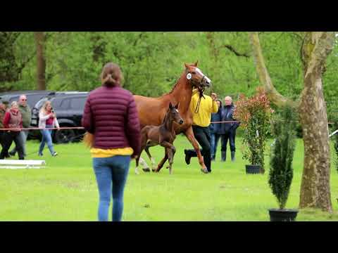 SF von Fidertanz x Alabaster