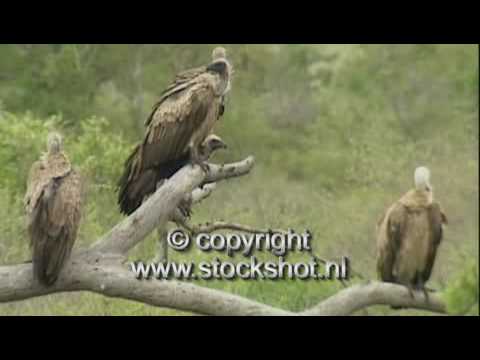 Witruggier — white-backed vulture — Gyps africanus