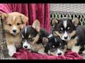 Welsh Corgi Pembroke dogs for sale: Jack  - Video 1