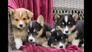 Video preview image #1 Pembroke Welsh Corgi Puppy For Sale in LANDISBURG, PA, USA