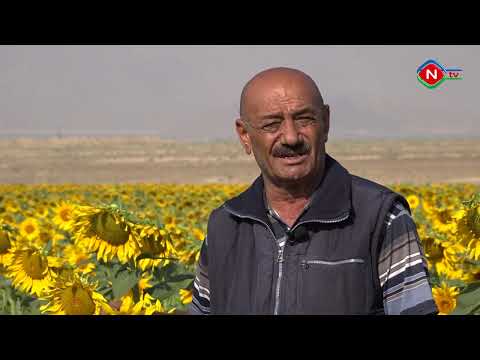 Zəhmətkeş - 30.07.2022