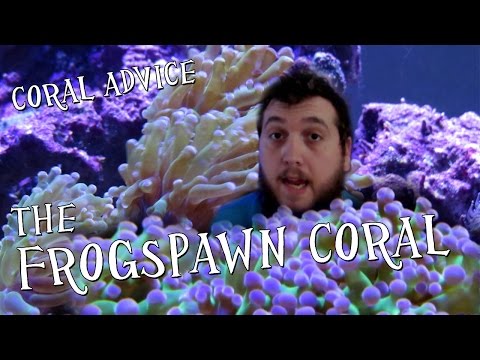 Coral Advice - The Frogspawn Coral