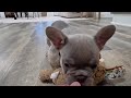 French Bulldog dogs for sale: Kane - Video 1
