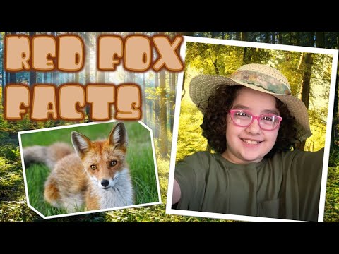 Learn Red Fox Facts For Kids by Kids